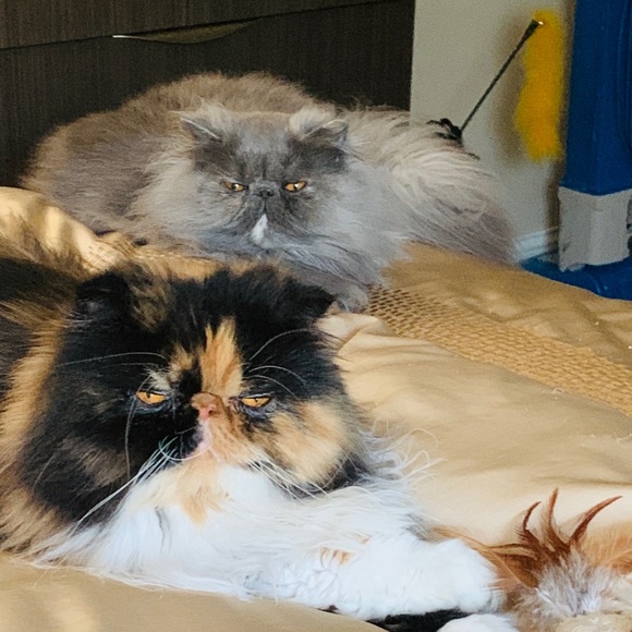 Meet your Posher, Jacque - Picture 5 of 5